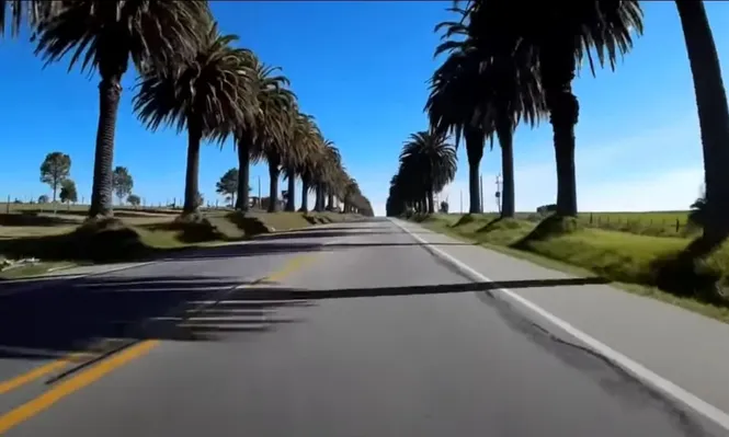 La doble vía de la ruta 1 en Colonia y un problema por resolver: las palmeras