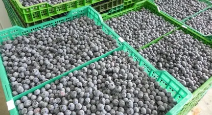 El Observador | 0014765973.webp