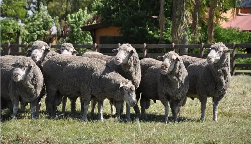 La cabaña participa del programa australiano de evaluación genética Dohne