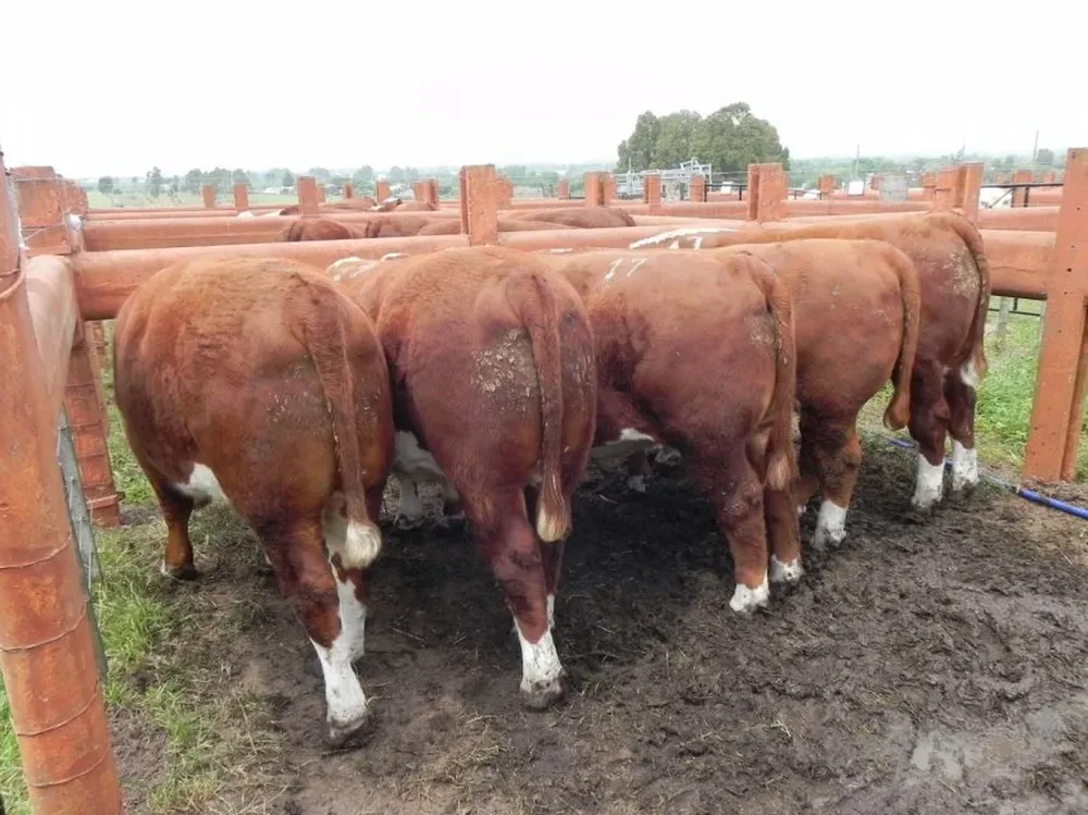 Lote Cameón Hereford de Ganadera Inquieta del departamento de San José.