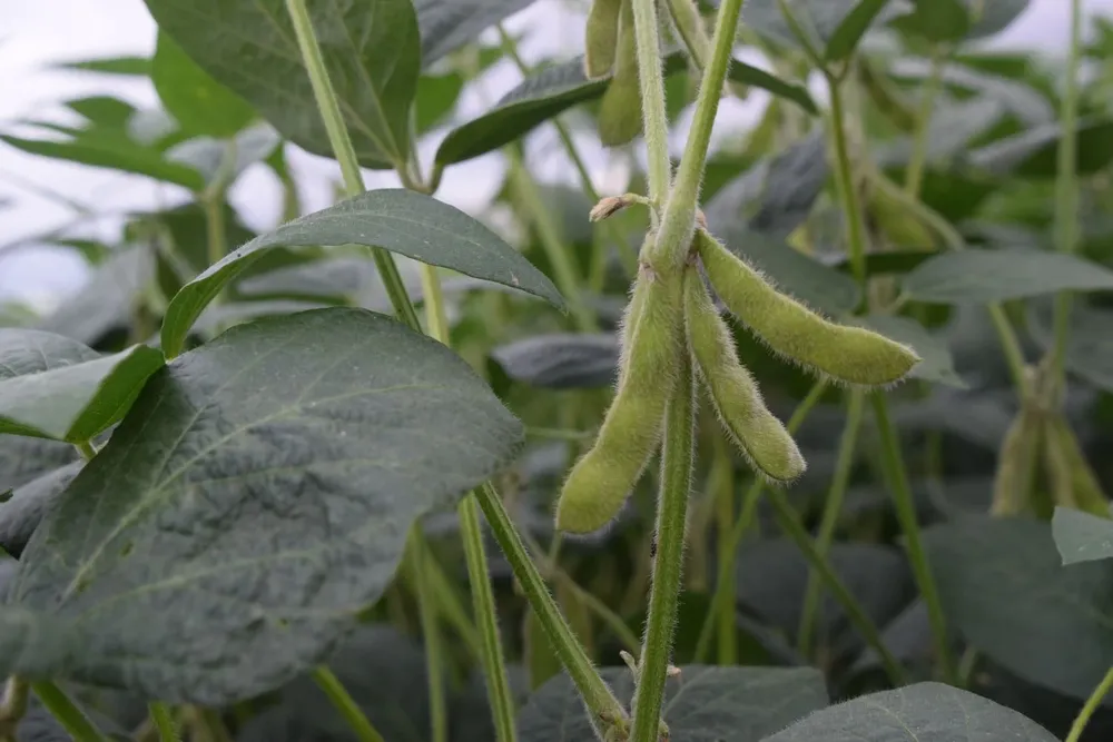 Soja, en la Expoactiva Nacional.