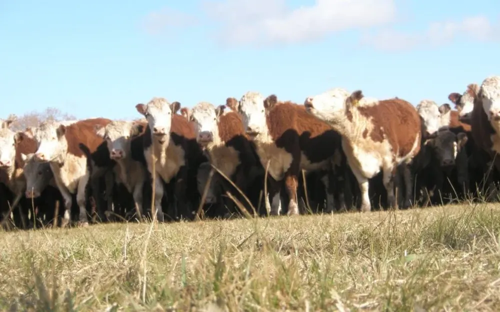 La declaración jurada de existencia ganaderas de Dicose se presenta entre el 1° y el 31 de julio.