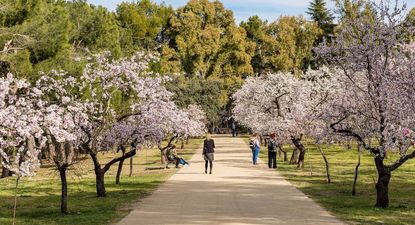 El Observador | quinta-de-los-molinos-alemndros-madrid