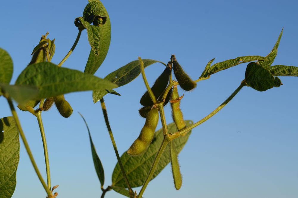 Soja, el cultivo más extendido en el área uruguaya de chacra.