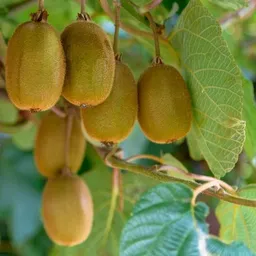 El kiwi es una de las frutas que podría verse afectada, en caso de que se produzca un brote.