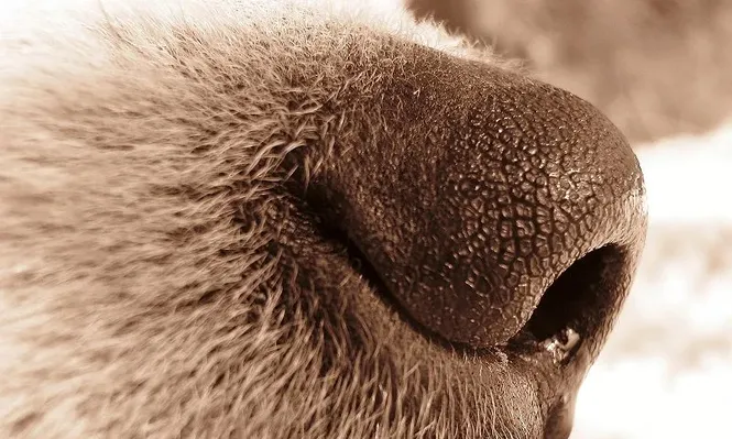 Nariz de perro