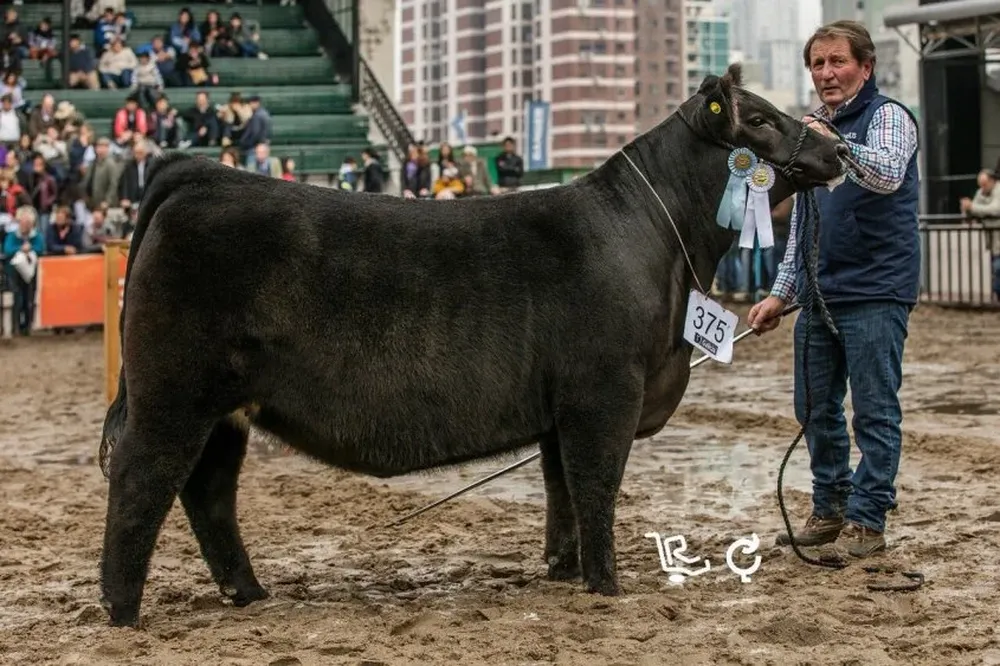 Ejemplar que competirá en la definición de las campeonas Angus en Palermo