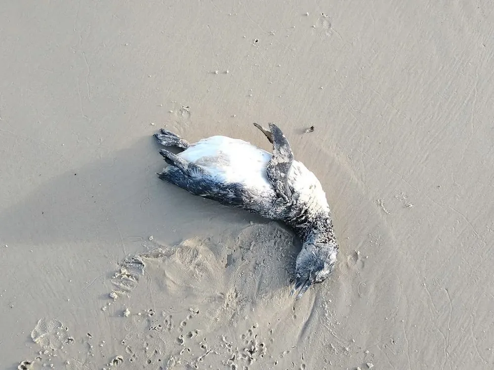 Pingüino muerto en la costa uruguaya