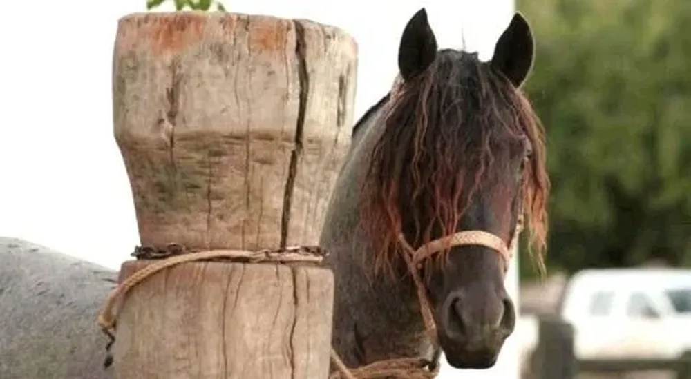 Potros La Invernada será el octavo remate de la cabaña.