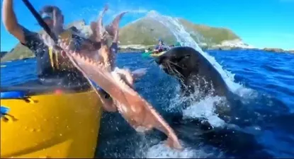 León marino atacó a un kayakista y le tiró un pulpo en la cara