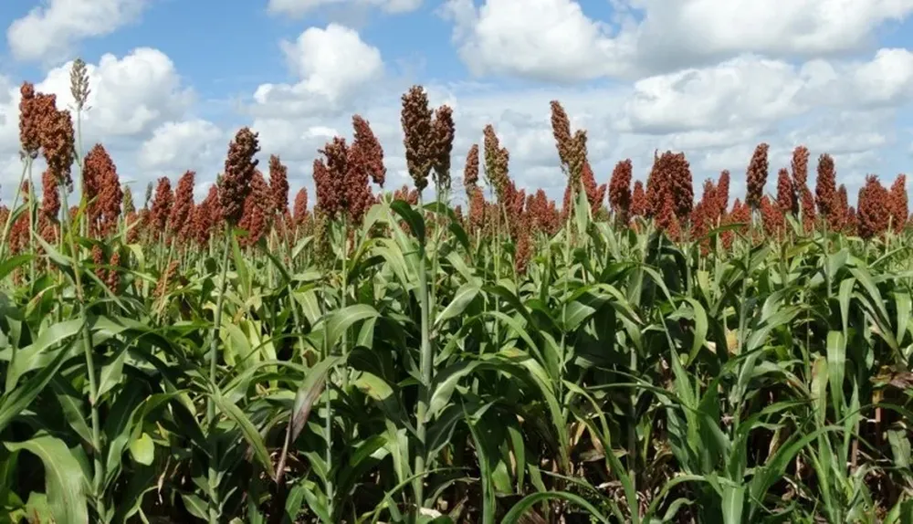 Sorgo granífero