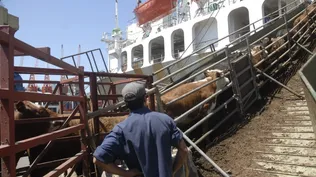 Vacunos en pie en un embarque en el puerto de Montevideo.