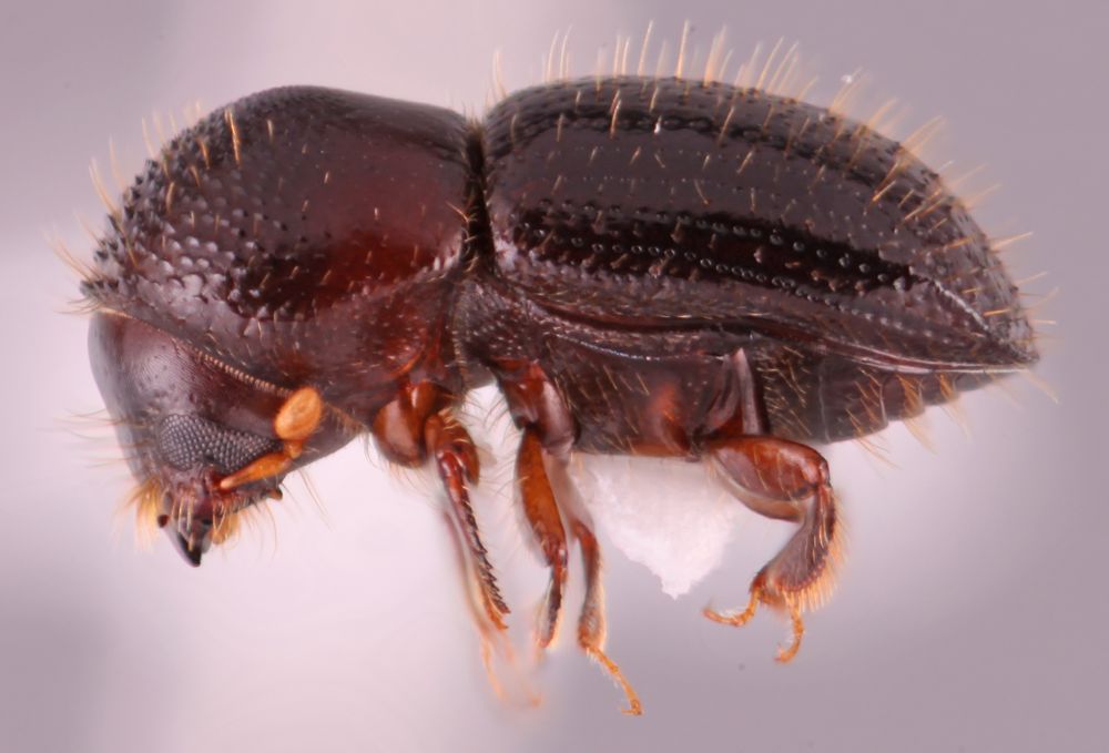 Plaga forestal, el Euwallacea fornicatus, nuevo problema en Uruguay (foto: IDtools).