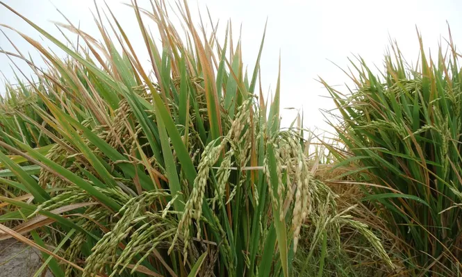 Descenderá 2% el área de arroz en Rio Grande do Sul