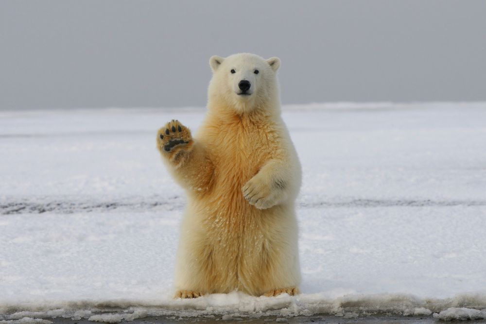 El 27 de febrero es el Día Internacional del Oso Polar, concienciando sobre su situación ante el cambio climático.  