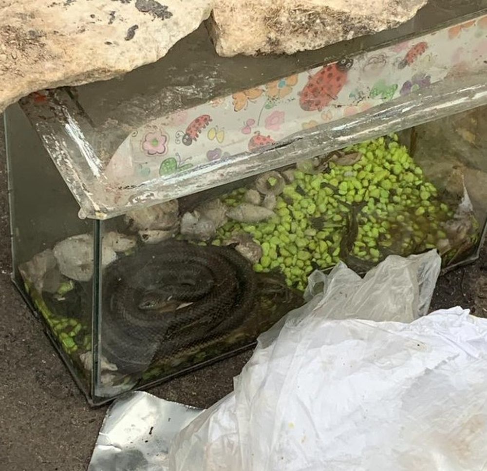 Serpiente: la encontrada en el Prado de Montevideo es totalmente inofensiva.