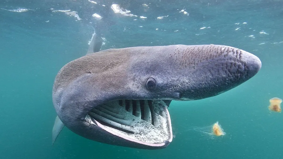 Los tiburones que nadan en aguas uruguayas