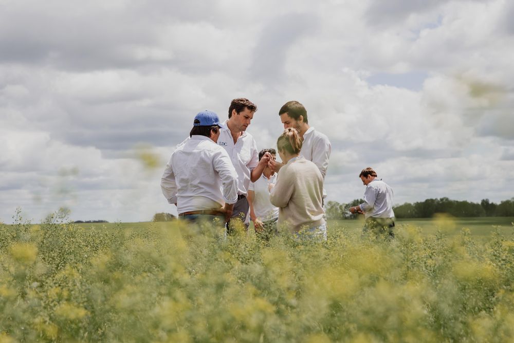 Camelina, cultivo caracterizado por ser sustentable, con crecimiento programado en el programa emprendido por LDC.