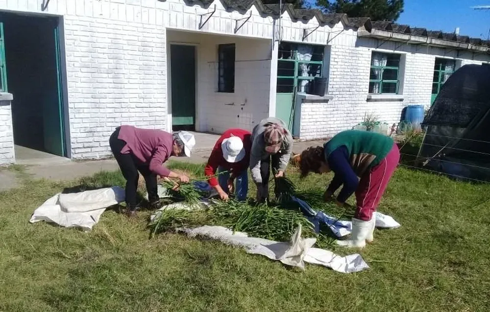 Acondicionamiento inicial de lo recolectado.