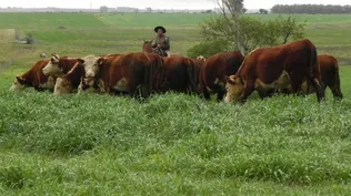 El regreso de las pasturas y de los ganados bien terminados se demora.