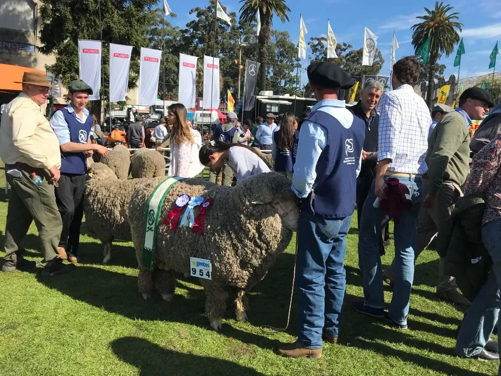 Gran Campeón Polled Merino PI fue para el brete 954 de Eduardo Rodríguez.