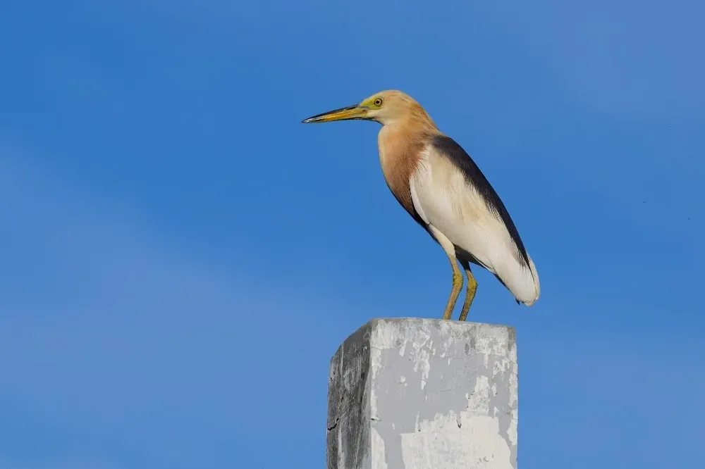 El grave deterioro y desaparición de los hábitats naturales que sirven de descanso para las aves migratorias, podría determinar la extinción de muchas de ellas.