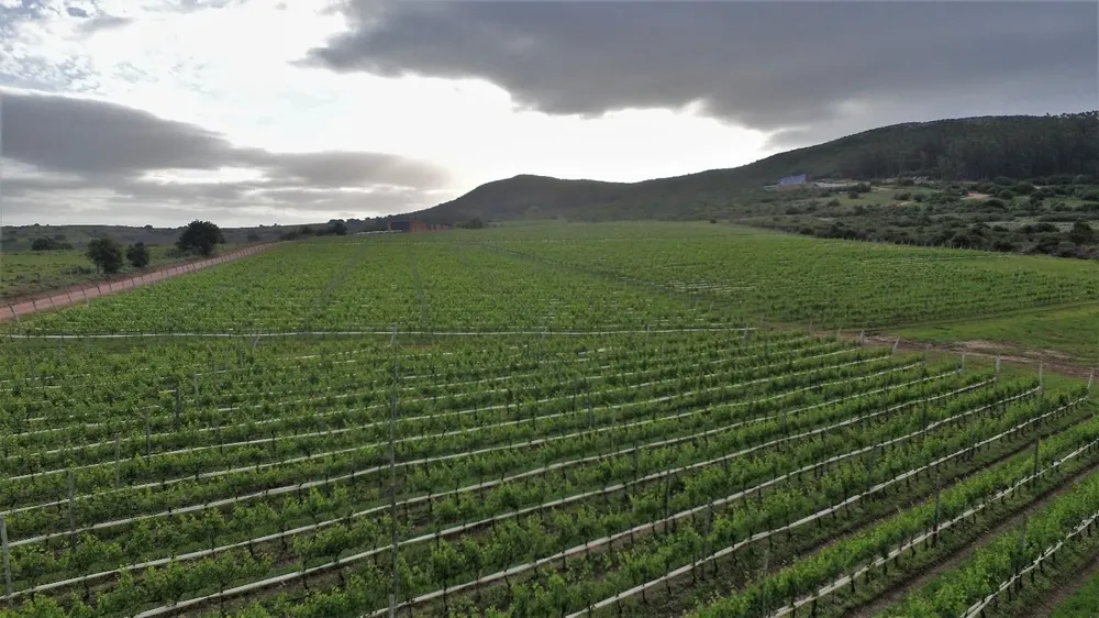 Viñedos de Viña Edén