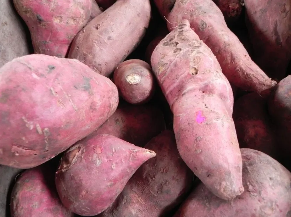 El boniato es uno de los productores que se aconseja consumir en estos días.