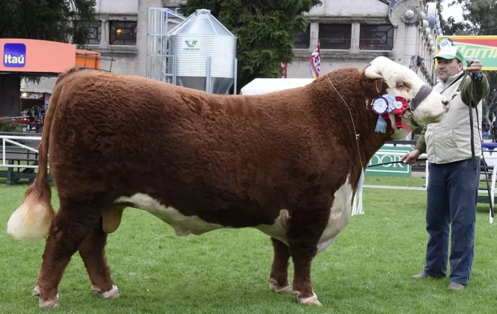 El jurado sudafricano Peter John Budler seleccionó a este ejemplar Gran Campeón Hereford