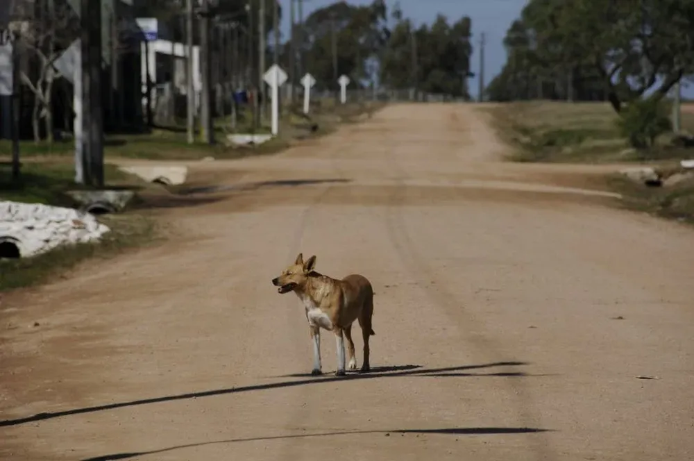 El perro es el que disemina la neosporosis
