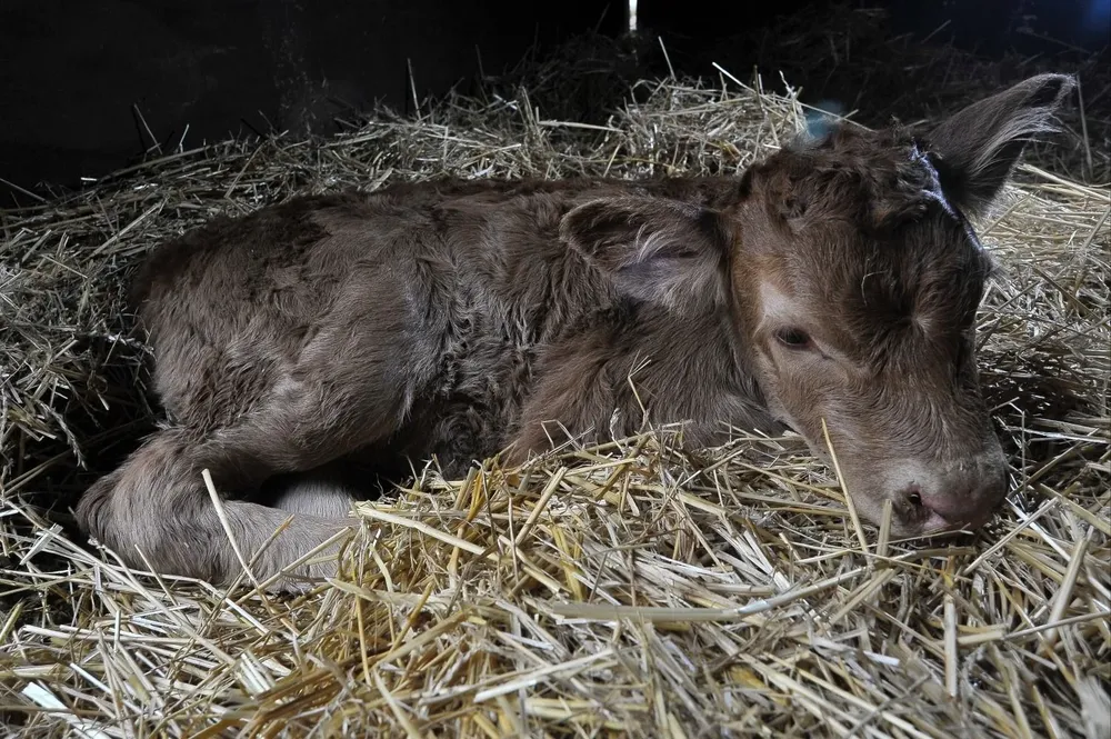Tini Tini nació en la Rural de Palermo y pesó 37 kilos.