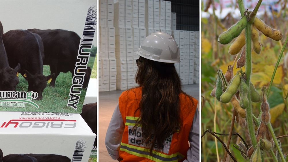 Exportaciones: carne bovina, celulosa y soja, tres grandes motores.