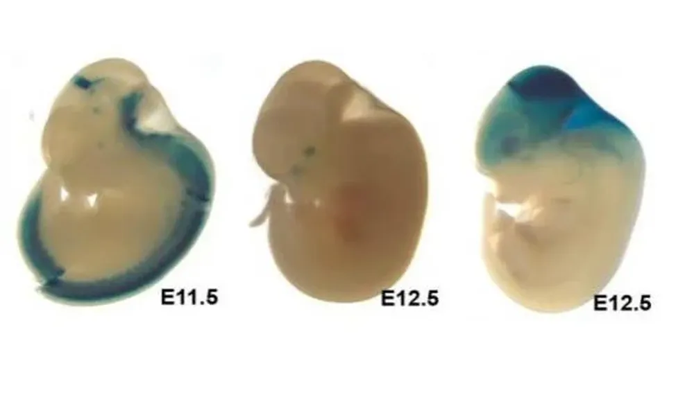 Embriones de ratón usados en el estudio. Las zonas azules indican dónde se activa el gen humano AUTS2 durante el desarrollo. Ahituv dice haber creado embriones similares con la variante neandertal del gen