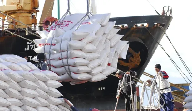 Uruguay exporta cerca del 100% del arroz que produce, con cáscara o elaborado.