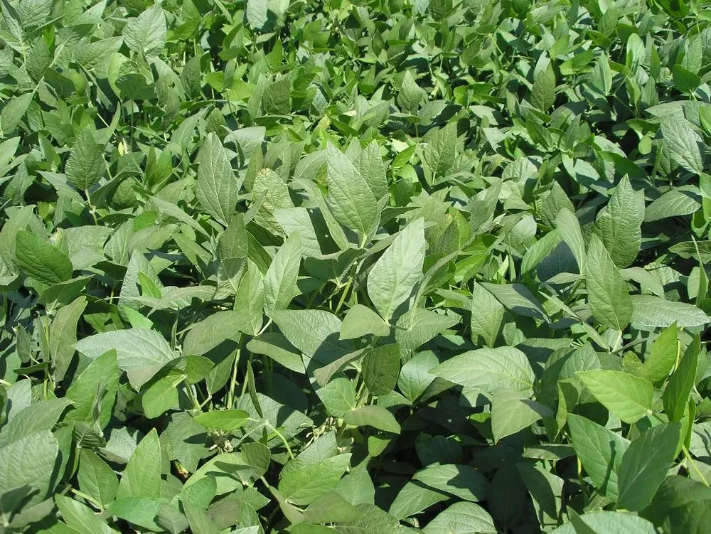 Las plantas se recuperaron tras una sequía intensa