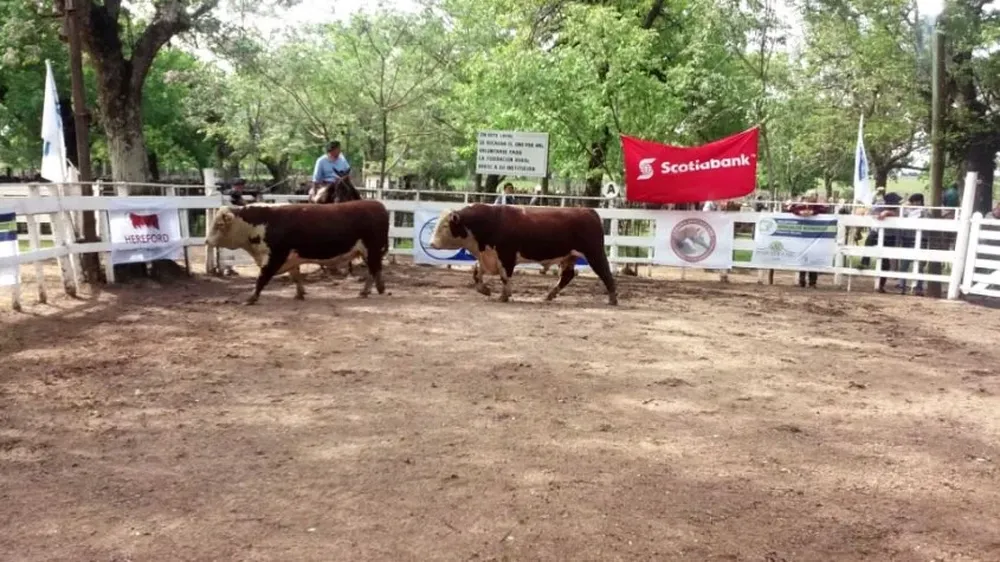 Los toros de Santa Clara en la pista de la Rural de Durazno