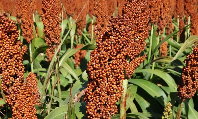 Sorgo, cultivo que ocupa área agrícola en verano, coincidiendo con la zafra de soja, maíz y girasol.