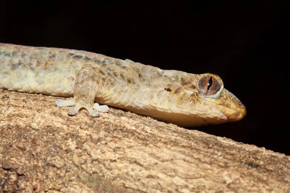Gecko enlutado
