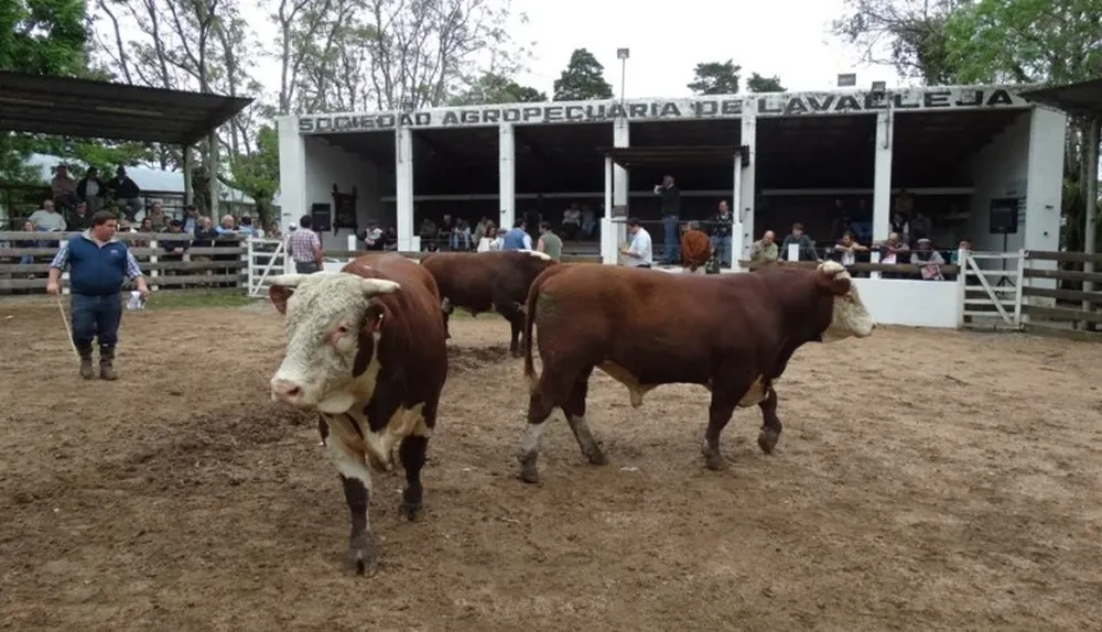 Los toros de Santa Lucía en la pista del Campanero