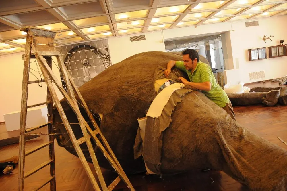 Una réplica de un megaterium (perezoso gigante que vivió en la región hace 10 mil años) realizada por el artista Raúl Álvarez -Rulfo- se destacará en el centro de la sala.