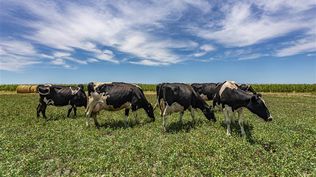 Conaprole advierte por noticia falsa que incita a invertir en Conahorro