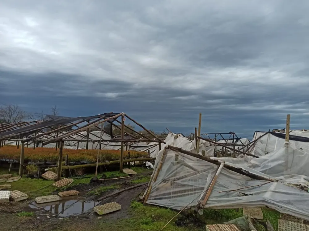 La turbonada que afectó al departamento de Paysandú ocasionó daños en el campo
