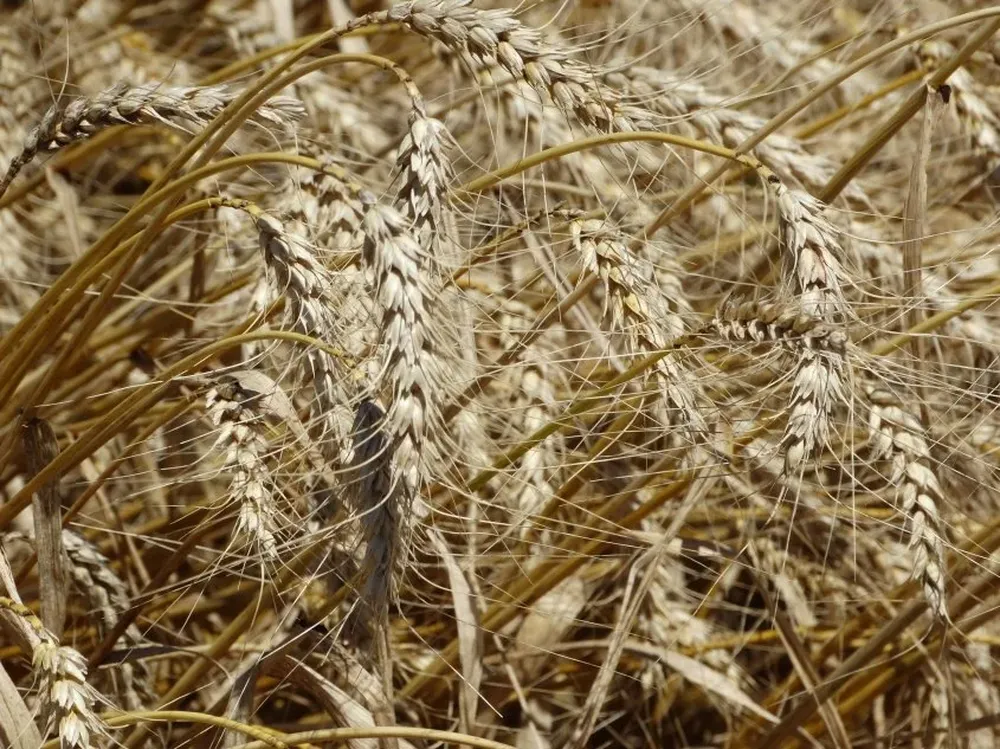 En trigo sube el costo de los insumos, pero bajan los de post cosecha.