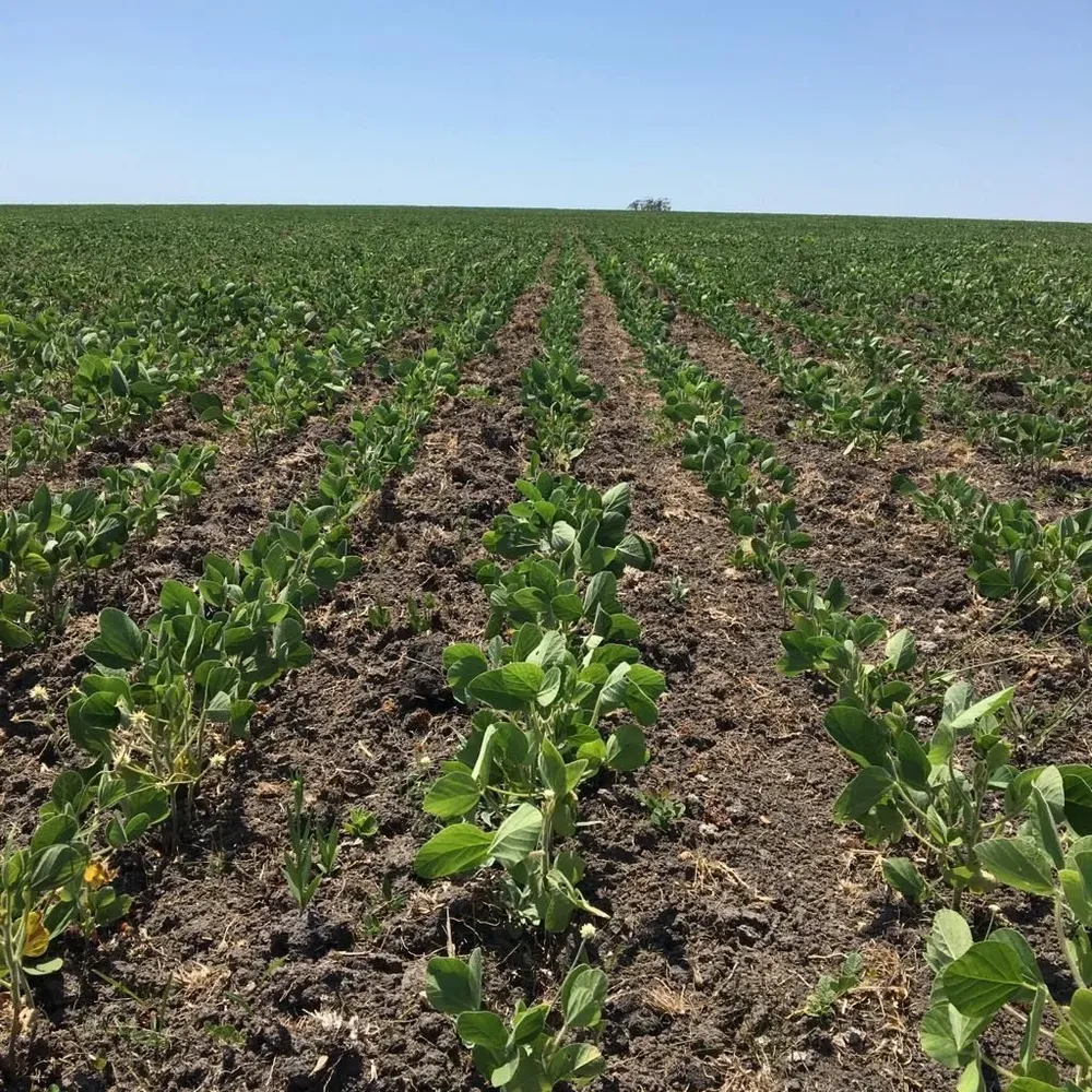 Se siente el déficit hídrico en los campos en Uruguay.