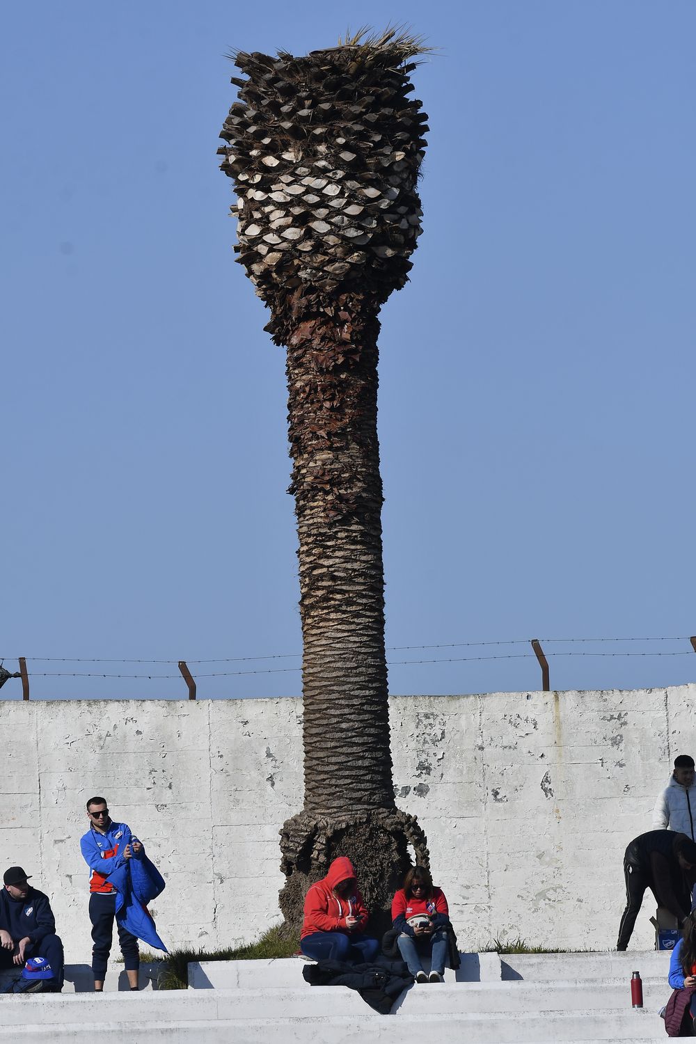 Palmera estadio de Danubio