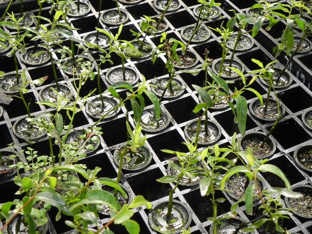 Sector forestal: destacado generador de empleo desde la investigación, pasando por viveros y predios forestados, en complejos industriales para agregado de valor y la gestión comercial local y de exportación.