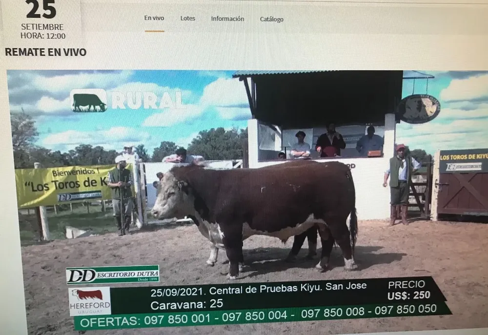 Remate de los toros de la prueba de eficiencia en la Central Hereford, en Kiyú.