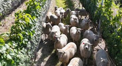 zafra ovina 2026/27 comenzo con expectativas de mantener los precios record