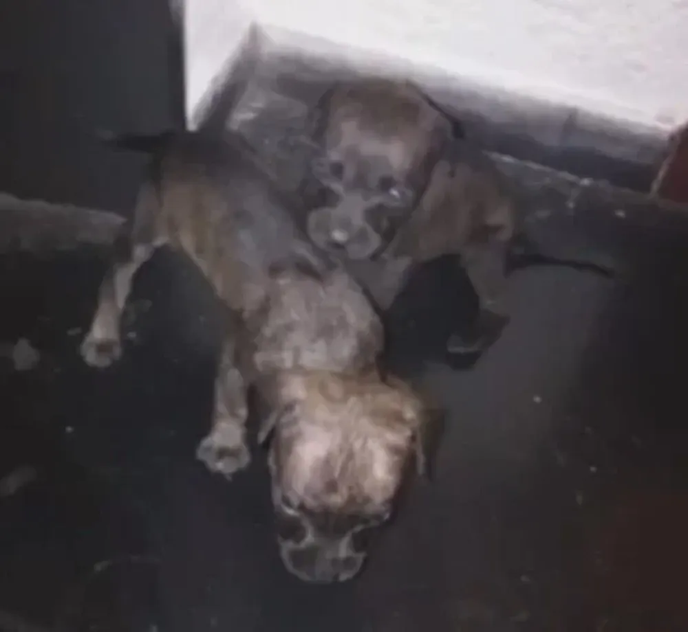 Así encontraron a los perros en el apartamento de Pocitos