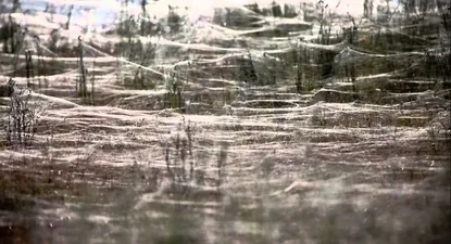 El Observador | 0000294438.webp